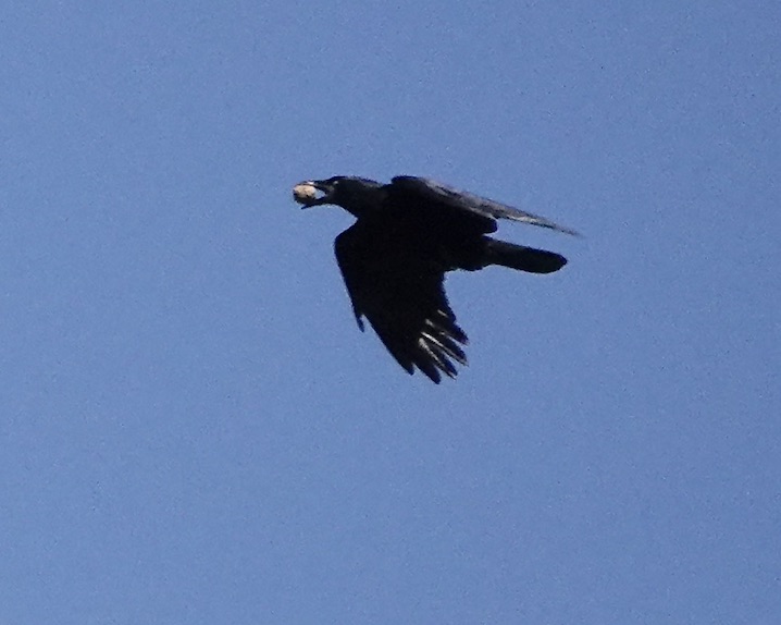 carrion crow